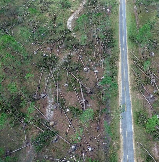 longleaf pine and slash pine trees toppled by hurricane michael