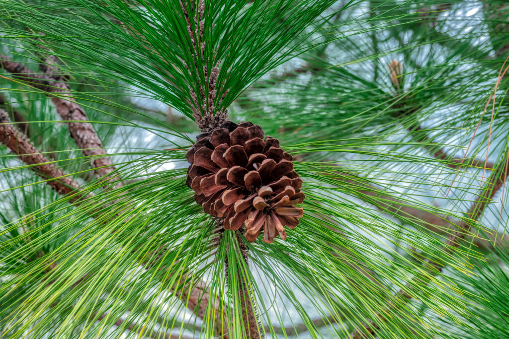 longleaf pine cones