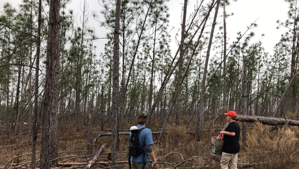 moderate damage to longleaf pine forest in southwest Georgia