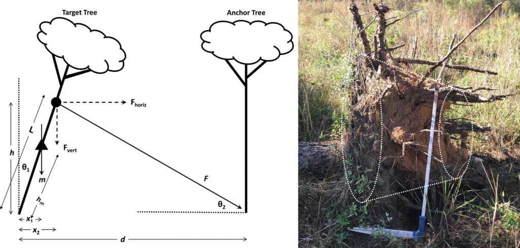 left panel shows physical forces present for tree pulling experiment, and the right panel shows an uprooted tree