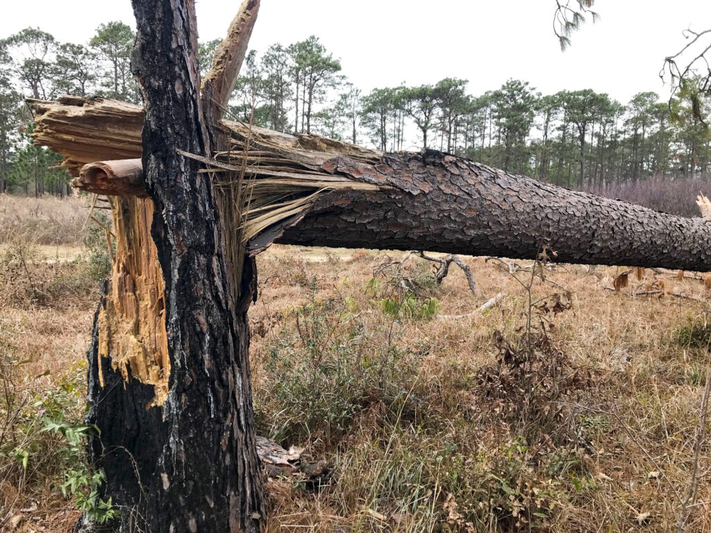 Longleaf pine tree damaged and splintered after 2018 Hurricane Michael