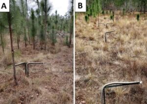 Patches of longleaf pine regeration change fuels and fire behavior