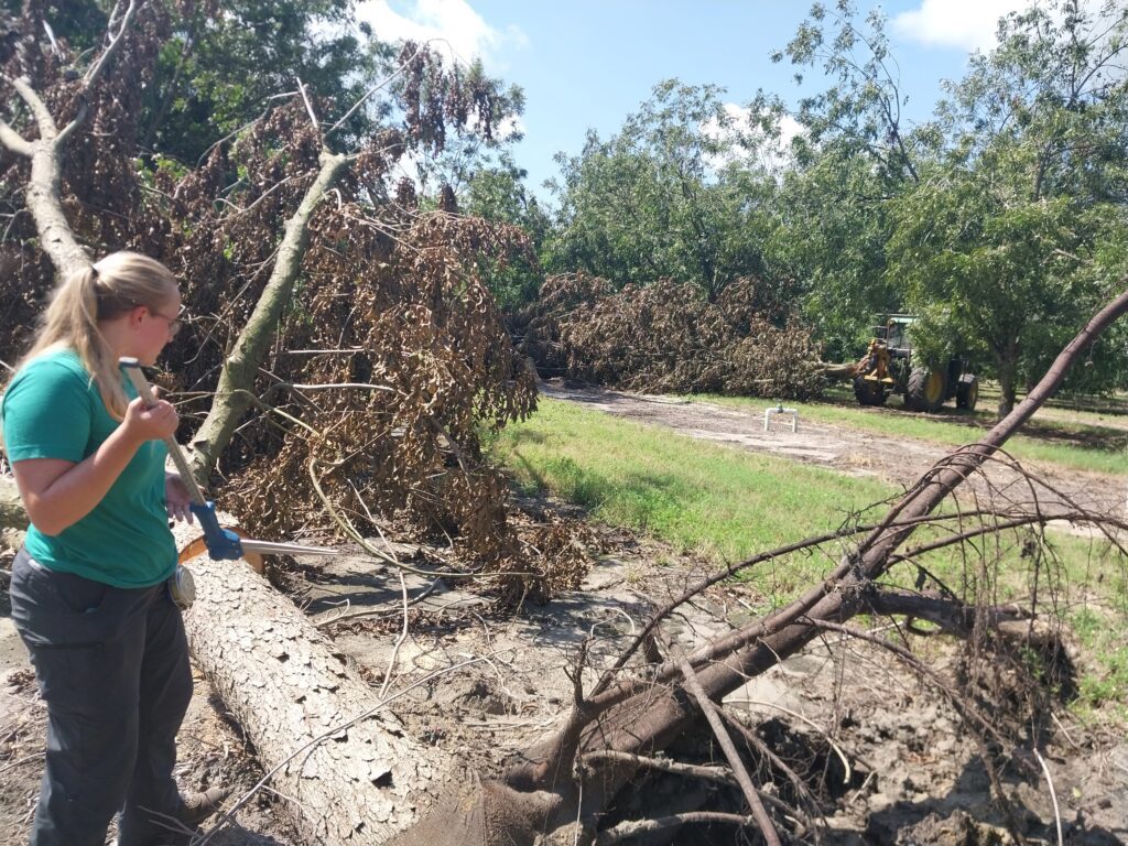 Researchers reconstruct hurricane damage to pecan orchards following Hurricane Idalia