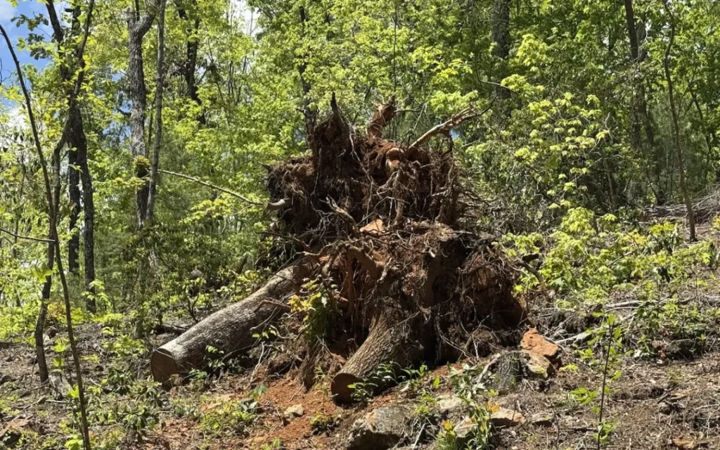 Tree tip up following Hurricane Helene