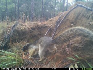 fox squirrel exploring uprooted tree