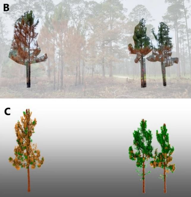 example of canopy scorch measured with terrestrial lidar