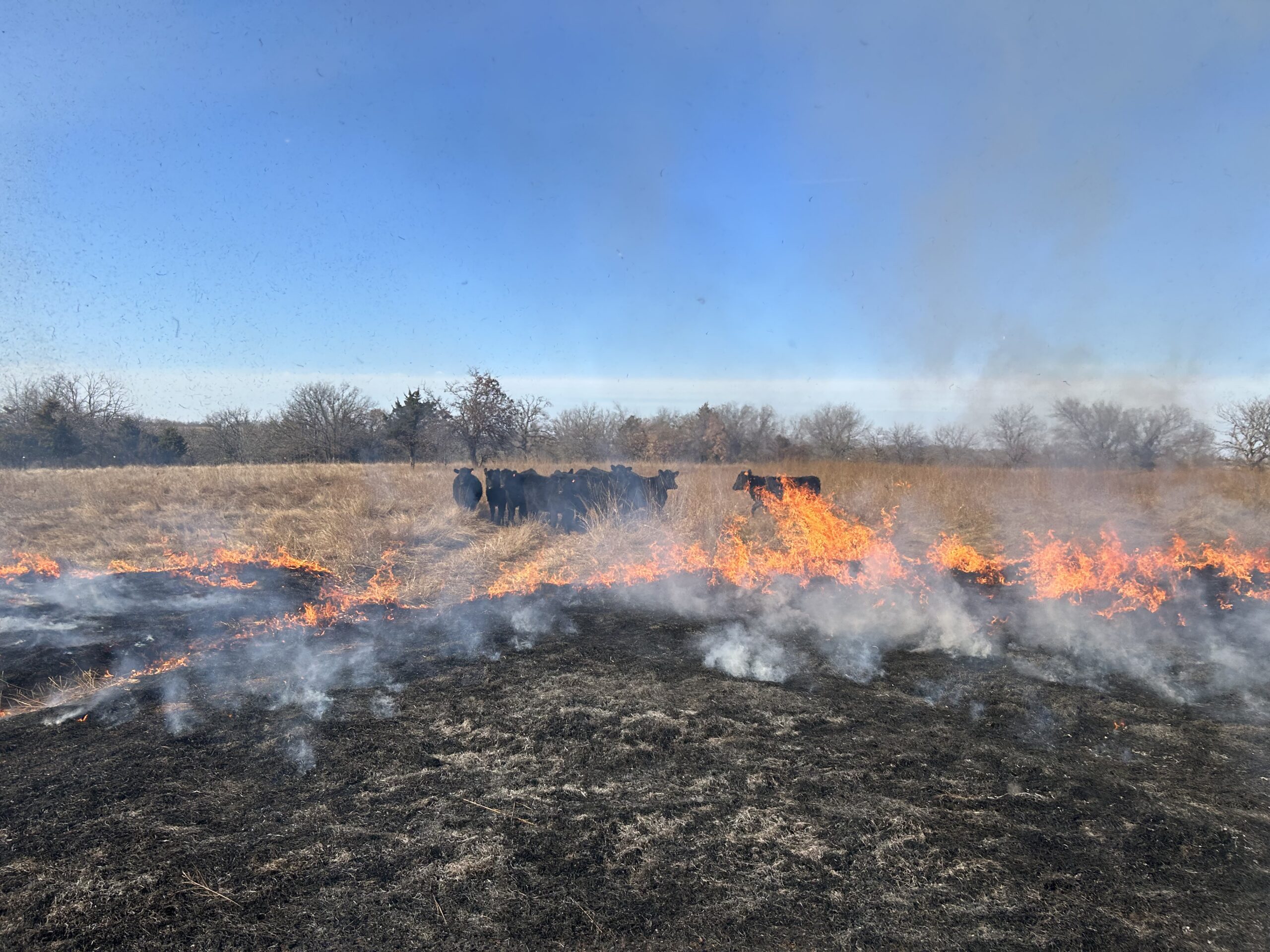 Nathan Moore conducting ecological research