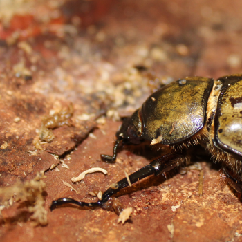 hercules beetle
